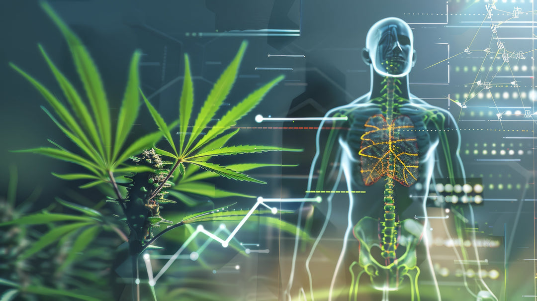 The Endocannabinoid System: Your Body’s Natural Cannabis Connection